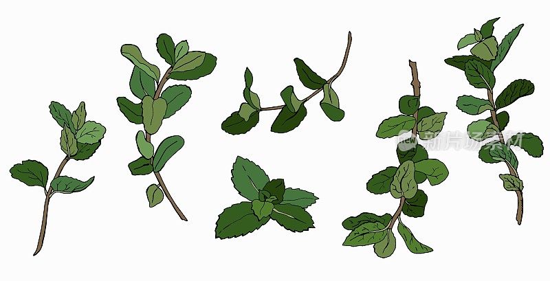 Set of mint branches on  white, isolated background.